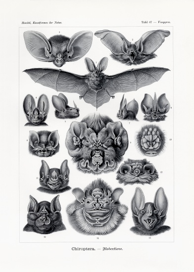 Chiroptera from German School, (19th century)