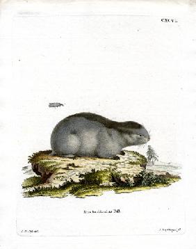 Collared Lemming