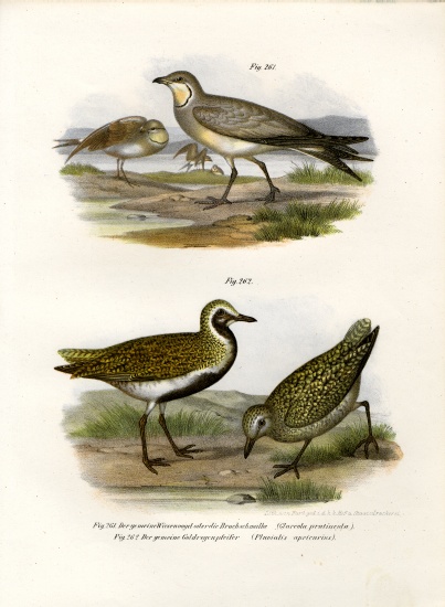 Collared Pratincole from German School, (19th century)