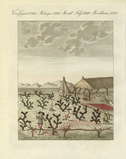 Collecting cochenilles from German School, (19th century)