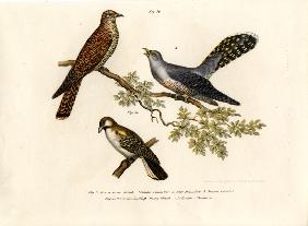 Common Cuckoo