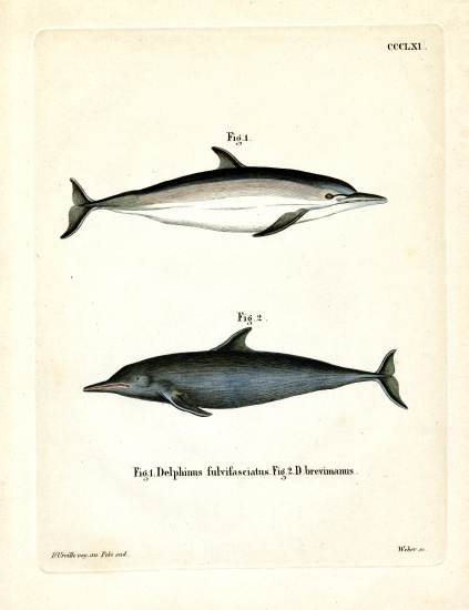 Common Dolphin from German School, (19th century)