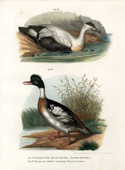 Common Eider Duck from German School, (19th century)