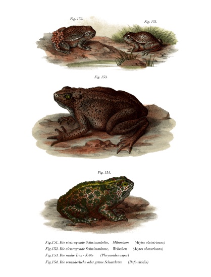 Common Midwife Toad from German School, (19th century)