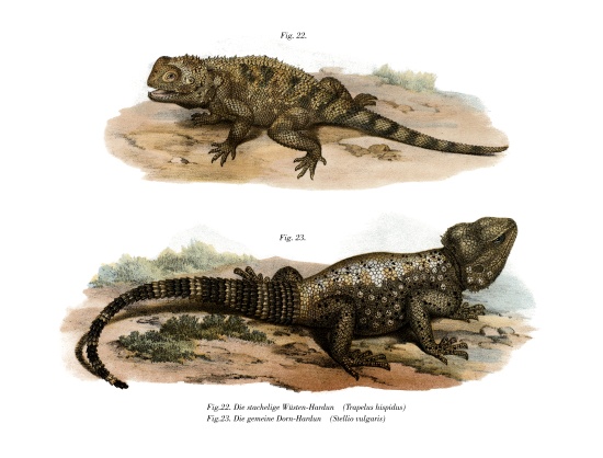 Common Spiny Agama from German School, (19th century)