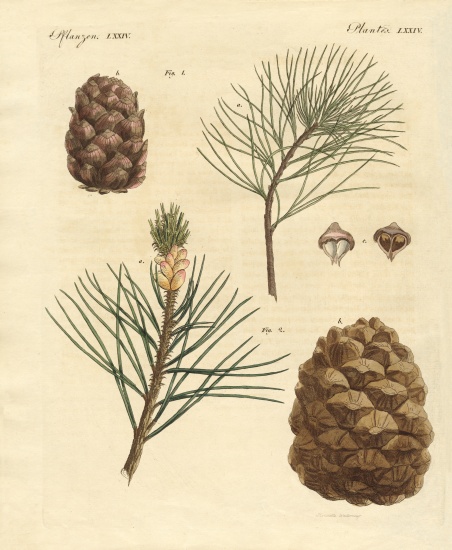 Coniferous woods with eatable fruits from German School, (19th century)