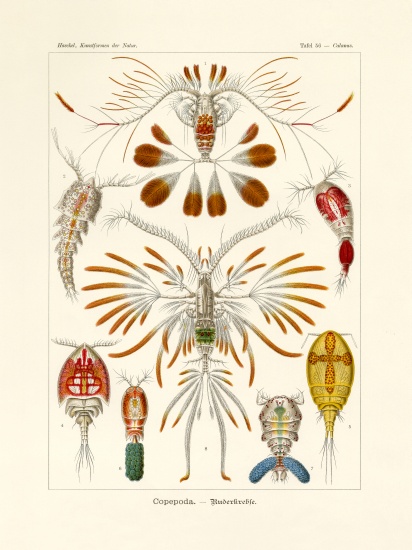 Copepoda from German School, (19th century)