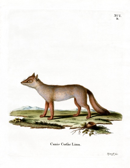 Corsac Fox from German School, (19th century)