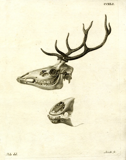 Deer Antlers from German School, (19th century)