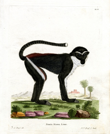 Diana Monkey from German School, (19th century)