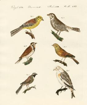 Different kinds of buntings