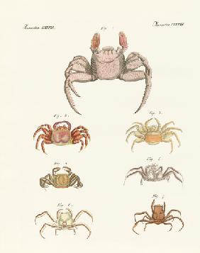 Different kinds of crabs
