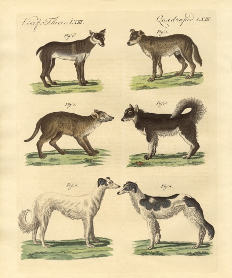 Different kinds of dogs from German School, (19th century)