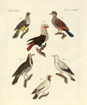 Different kinds of foreign pigeons