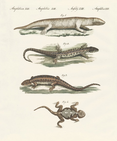 Different kinds of lizards from German School, (19th century)