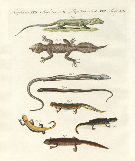 Different kinds of lizards from German School, (19th century)
