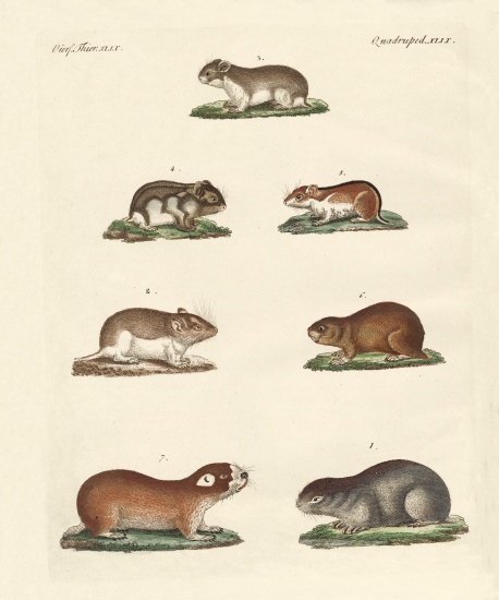 Different kinds of mice from German School, (19th century)