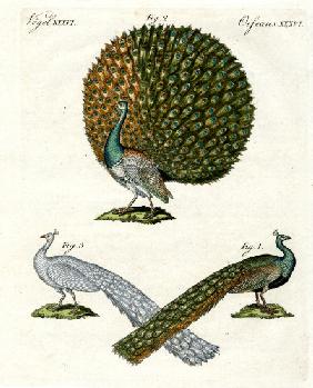Different kinds of peacocks