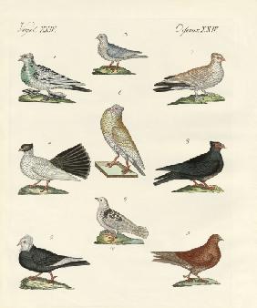 Different kinds of pigeons