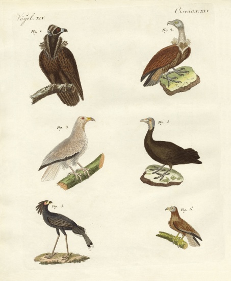 Different kinds of raptors from German School, (19th century)