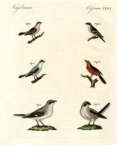 Different kinds of shrikes from German School, (19th century)
