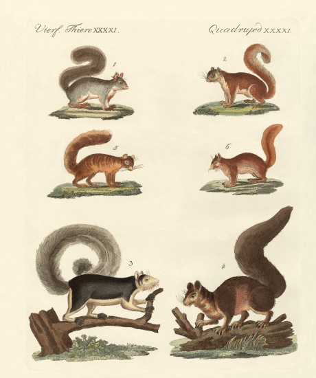 Different kinds of squirrels from German School, (19th century)
