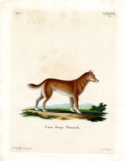 Dingo from German School, (19th century)