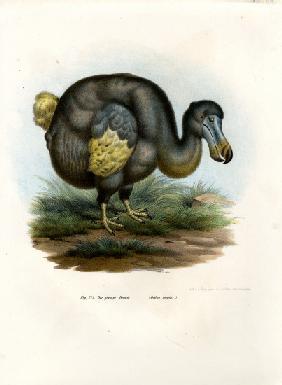 Dodo