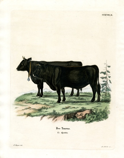 Domestic Cattle from German School, (19th century)