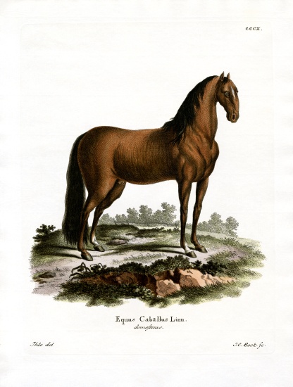 Domestic Horse from German School, (19th century)