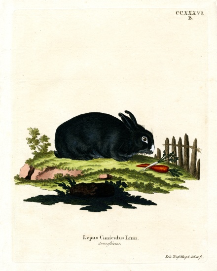 Domestic Rabbit from German School, (19th century)