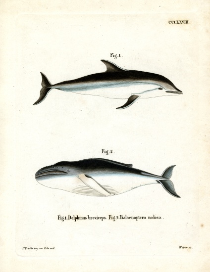 Dusky Dolphin from German School, (19th century)
