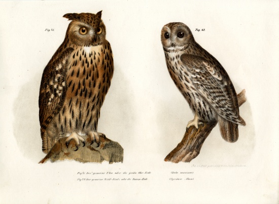 Eagle Owl from German School, (19th century)