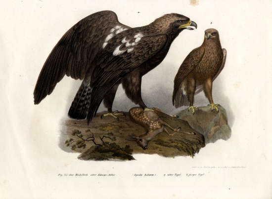 Eastern Imperial Eagle from German School, (19th century)