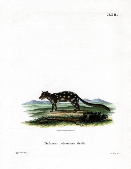 Eastern Quoll from German School, (19th century)