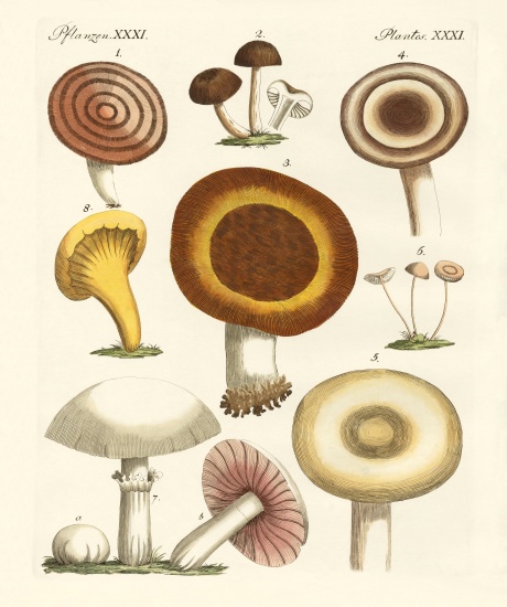 Eatable mushrooms from German School, (19th century)