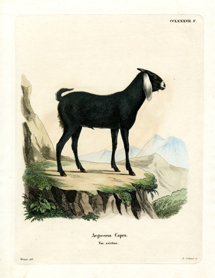 Egyptian Goat from German School, (19th century)