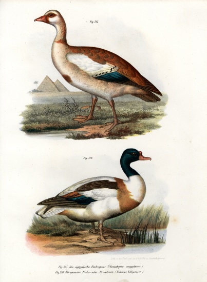 Egyptian Goose from German School, (19th century)