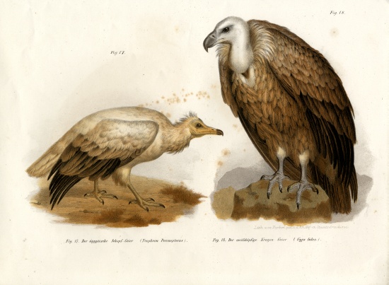 Egyptian Vulture from German School, (19th century)