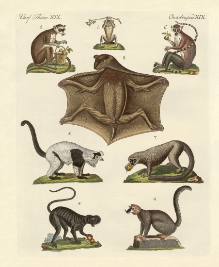 Eight kinds of lemurs from German School, (19th century)