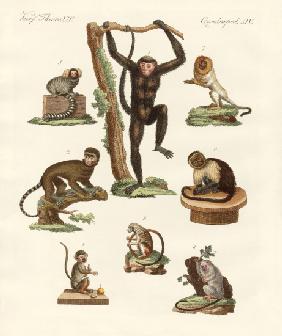 Eight kinds of monkeys