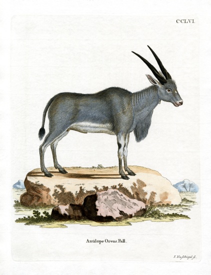 Eland Antelope from German School, (19th century)