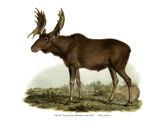 Elk from German School, (19th century)