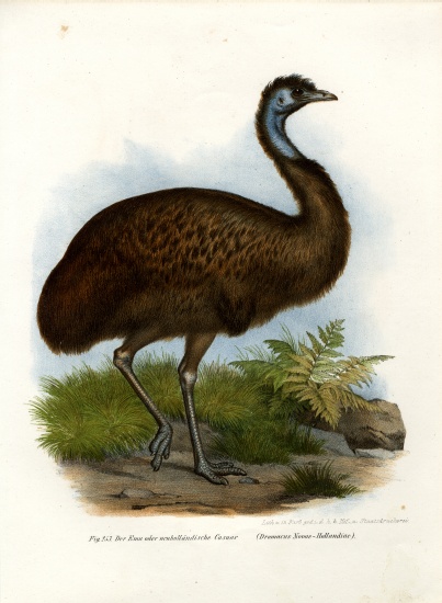 Emu from German School, (19th century)