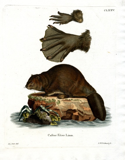 European Beaver from German School, (19th century)
