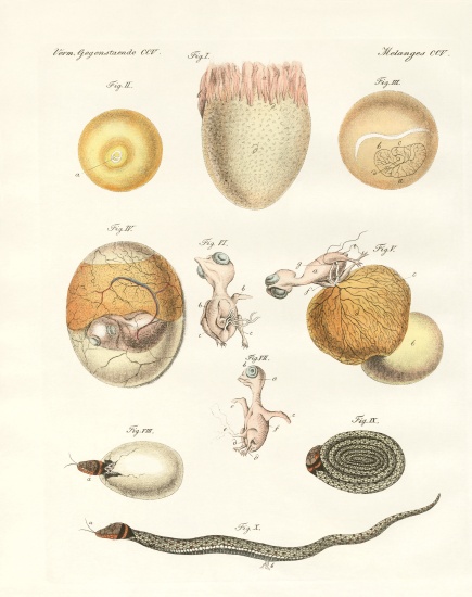 Evolution of hens, pigeons and snake from eggs from German School, (19th century)