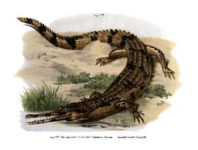 False Gharial