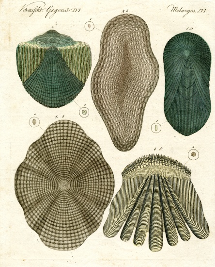 Fish scales from German School, (19th century)