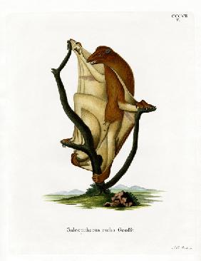 Flying Lemur