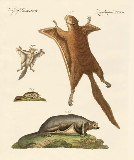 Flying squirrels from German School, (19th century)